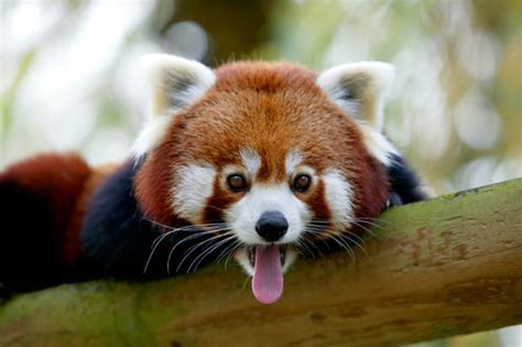 Admirez 800 espèces fascinantes, dont certaines uniques en france, comme les panda géants. Le Panda roux