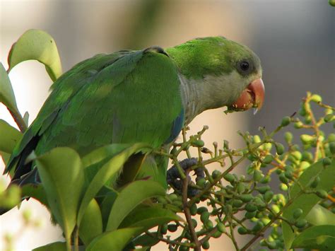Interesting Facts About Quaker Parrots