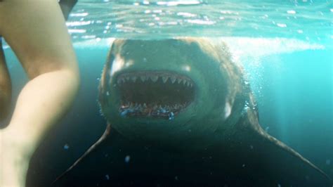 Megalodon Shark Beach Attack Scene The Meg 2018 Movie Clip Hd