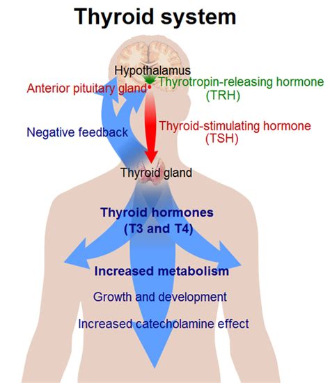 What Does The Thyroid Do