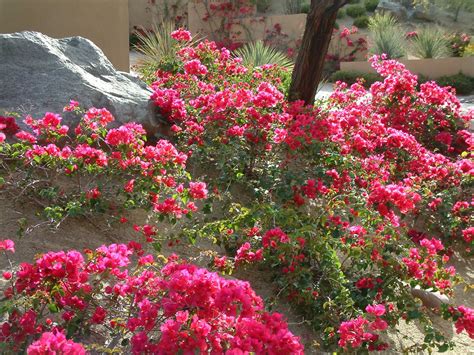 A flowering bougainvillea is a magnificent climbing vine. Bougainvillea 'La Jolla'