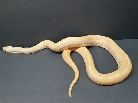 Albino Labyrinth 100 Het Green Burmese Python By Renos Reptiles