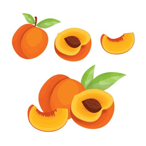 Best Half Peach Illustrations Royalty Free Vector Graphics And Clip Art