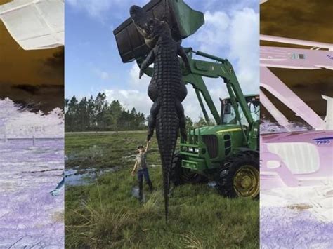 15 Feet Long ‘monster Alligator Weighing 800kg Killed