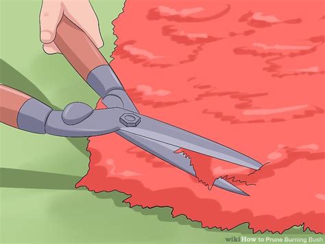 Remove up to 1/3rd of the overall shrub, keeping older branches to build up a sturdy. 3 Ways to Prune Burning Bush - wikiHow