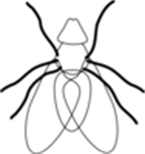 Fly Bug Insect Clip Art at Clker.com - vector clip art online, royalty free & public domain