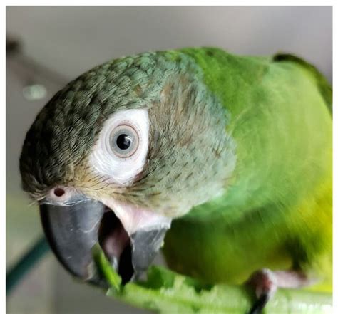 Buy Dusky Headed Parakeet Conure Online For Sale Top Breeders