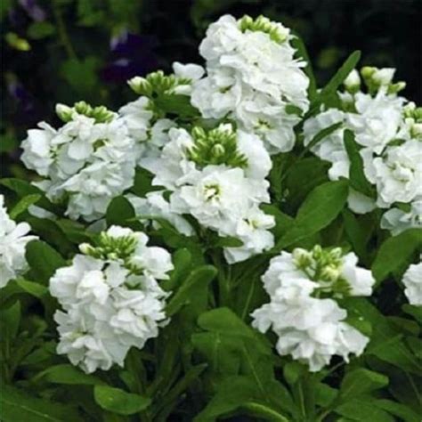 50 White Night Matthiola Scented Stock Annual Flower Etsy