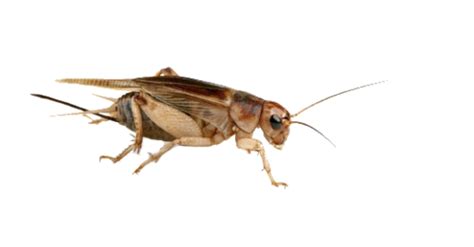 Cricket Insect Png Transparent Images Png All