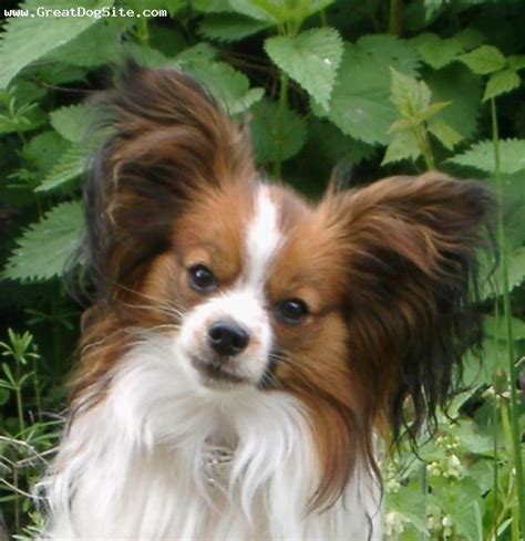 Papillon Chihuahua Mix Puppies For Sale Nz Pets Lovers