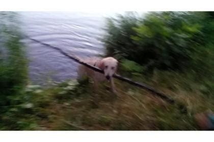 Chihuahua welpe hallo,diese 3 süßen kurzhaar chihuahua welpen suchen für ende juli noch nach einem passenden zuhause. Labrador Welpe sucht ein Zuhause - Tiermarkt.net
