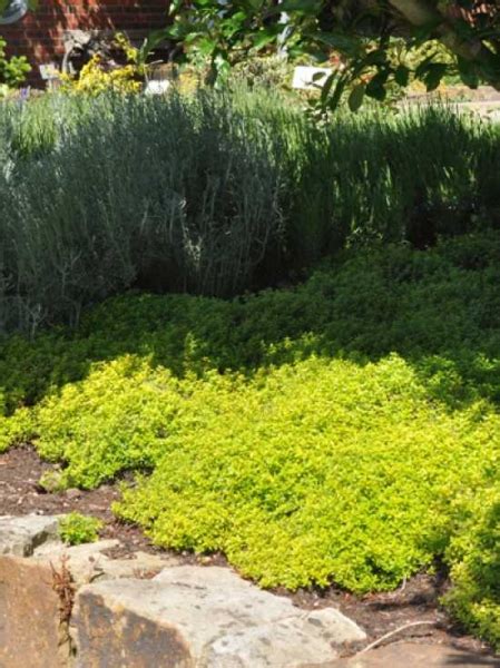 Pages liked by this page. Thymus citriodorus 'Golden Dwarf' / Garten-Zitronen ...