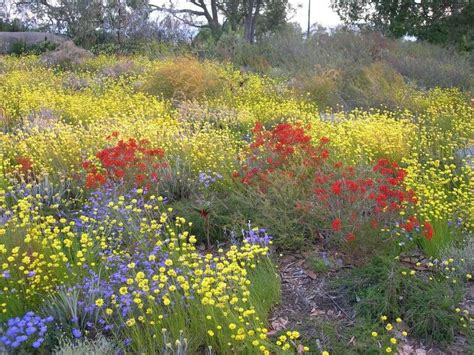 Picture Of Wildflowers From Australia Australian Flowers