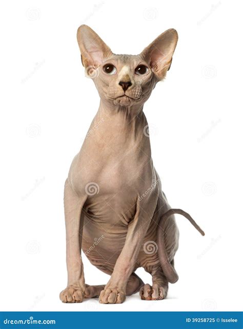 Sphynx Cat Sitting In A Blue Litterbox And Look To The Camera Stock