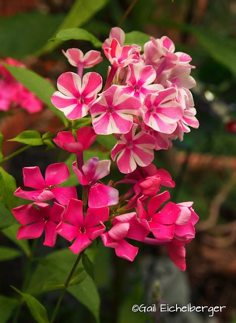 Clay And Limestone Wildflower Wednesday Summer Phlox