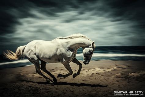 Horse Running On Beach 54ka Photo Blog