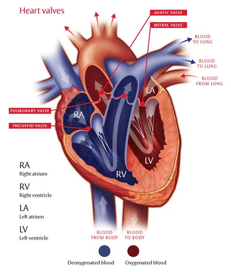 Aortic Stenosis Anatomy Diagnosis Treatment The Valve Clinic