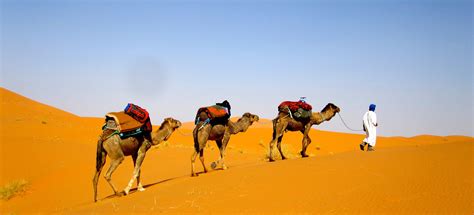 Morocco Camel Trekking Erg Chebbi Sahara Camel Tours