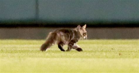 Cardinals Say Rally Cat Has Gone Missing