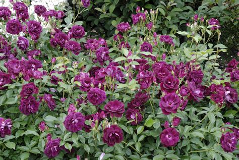 14 Floribunda Roses For Your Flower Garden
