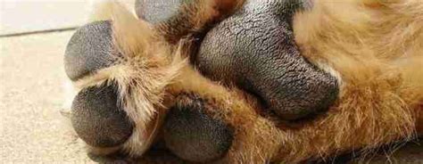 Follow these three tips to keep them safe surfaces such as pavement, asphalt and artificial grass can become searingly hot causing blisters how to tell if a pet's paw pads are burned. Protect Your Dog Paws | The Pavement Is Too Hot