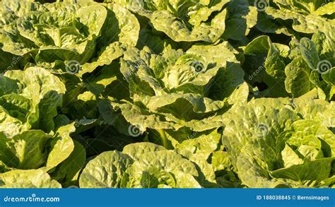 Several Romaine Lettuce Heads In The Field Stock Image Image Of
