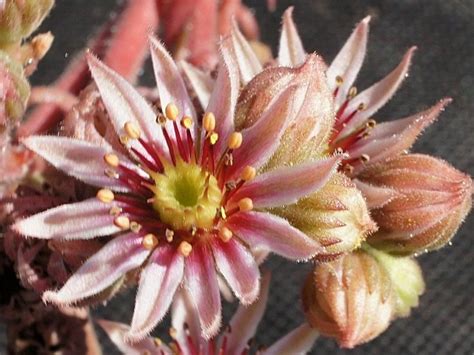 For other plants commonly called hen and chickens, see hen and chicken plant. Photo of the bloom of Hen and chicks (Sempervivum ...