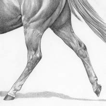Horse Leg Anatomy - Form and Function | EquiMed - Horse Health Matters