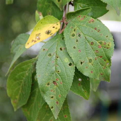 10 Common Fruit Tree Diseases In The Portland Area — Tree And Ladder