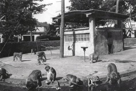 Monkey Island Waldameer Park 1950s Erie Pennsylvania