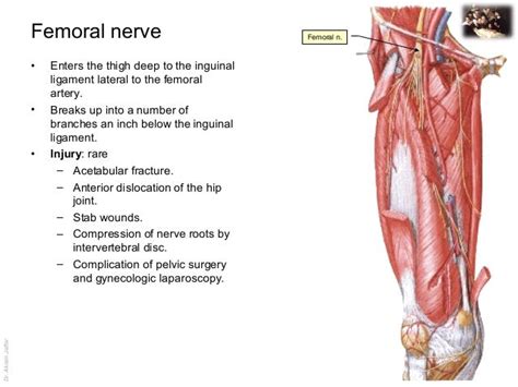 Muscular Branches Of Femoral Nerve