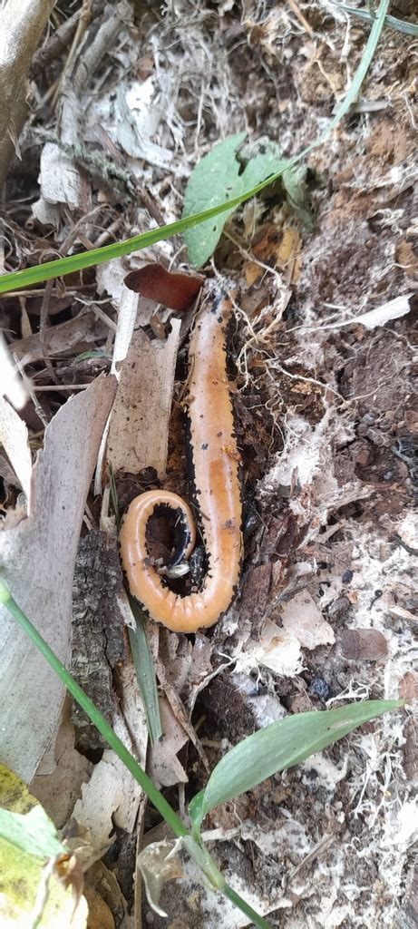 Broadfoot Mushroomtongue Salamander From 95624 Ver México On February