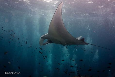 A Manta Ray Swimming In The Ocean With Lots Of Fish Around Its Neck