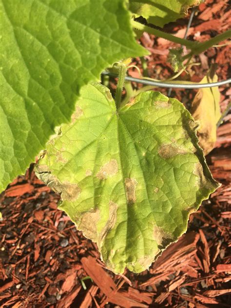 We did not find results for: What do you think is causing the browning on my zucchini ...