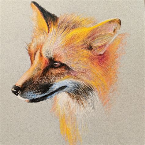 Fox Colored Pencil 8x10 Rart