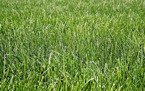 Natures Seed Fine Fescue Grass Seeds Blend 5000 Sq Ft Turf Ff 5000
