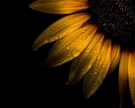 Details 200 Sunflower Background Hd Abzlocalmx