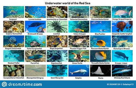 Collage Of Underwater Images Collection Of Tropical Fishes Stock Photo