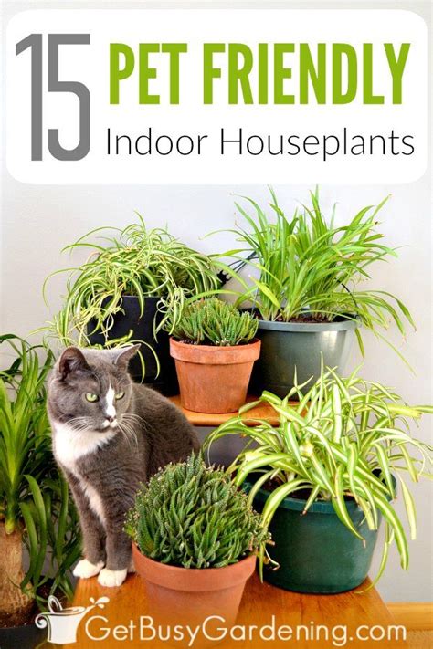 Used indoors for its dense, lush foliage, this plant is poisonous to cats when ingested. 15 Indoor Plants That Are Safe For Cats And Dogs | Cat ...