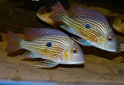 Geophagus Surinamensis Red Striped Eartheater World Wide Fish And Pets