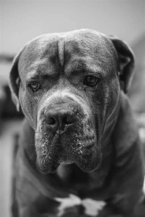 Black And White Portrait Of A Sitting Cane Corso Dog Stock Photo