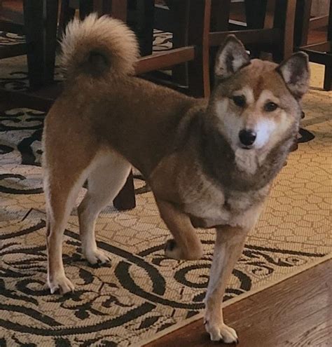 Dog For Adoption Erie A Shiba Inu In Chicago Il Petfinder