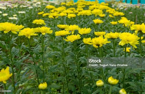 Colorful Chrysanthemum Flowers In The Garden Stock Photo Download