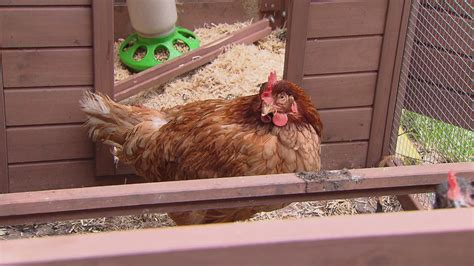 Cdc Links Backyard Chickens To Nationwide Salmonella Outbreaks Chicago News Wttw