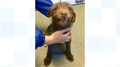 Rspca Appeal For Information After Dog With Fighting Injuries Is