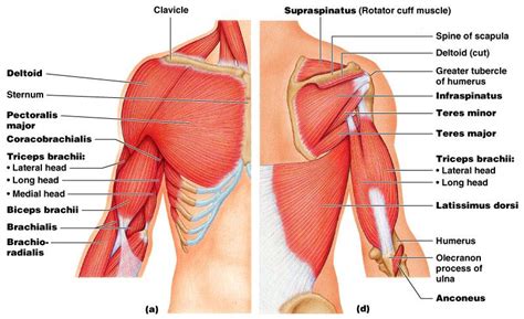 The Muscular System Gross Anatomy Of Skeletal Muscles