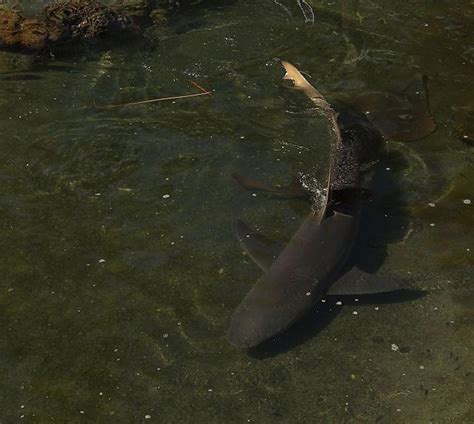 Shark Attack In Lake Pontchartrain