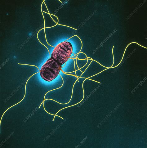 A microbial biorealm page on the genus salmonella typhimurium. Salmonella typhimurium bacterium, SEM - Stock Image - B220 ...