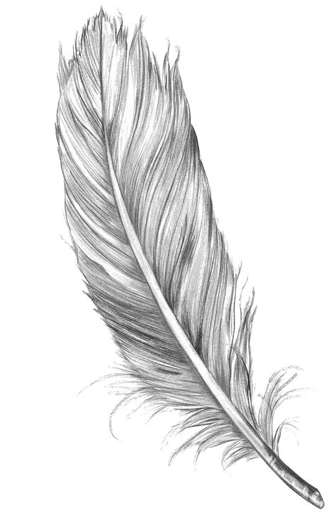 Drawing Feather Bird Art Sketch Feather Png Download 10501600