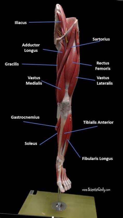 Leg Muscle Diagram Anterior Back Of Leg Muscle Diagram Diagram